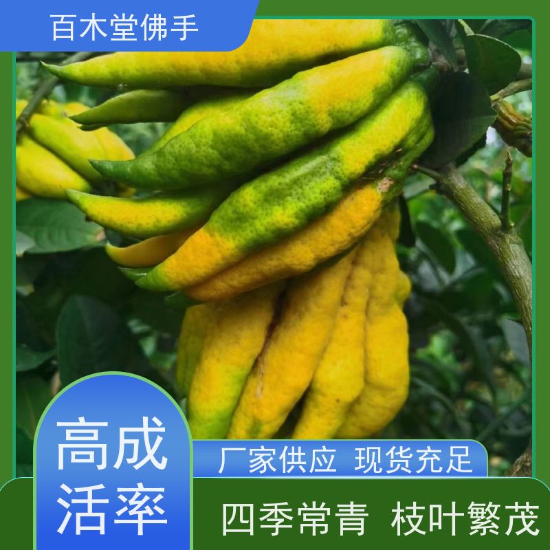 百木堂 宜 宾佛手苗 观赏植物 附加值高 植株茂密