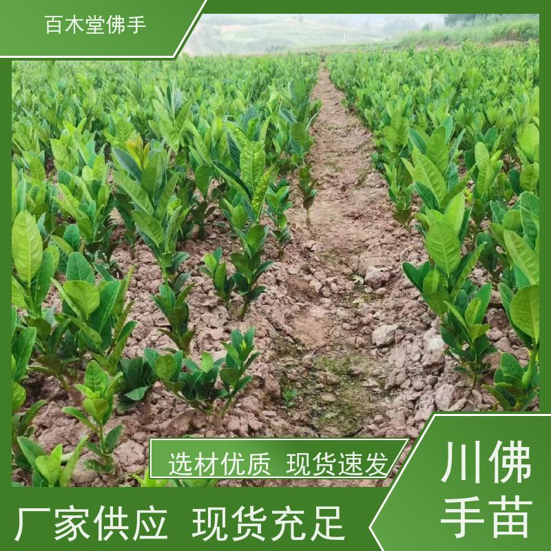 百木堂 内 江佛手苗 高成活率 较耐干旱 生长迅速