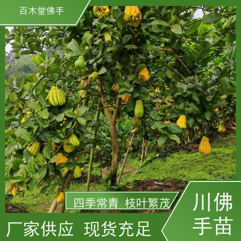 百木堂 四 川佛手苗 植株茂密 生长迅速 道路绿化行道苗