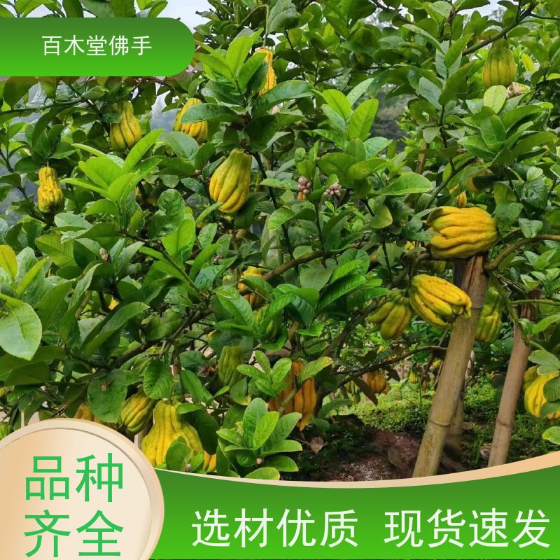 百木堂 成 都佛手苗 植株茂密 生长迅速 园林景区栽植