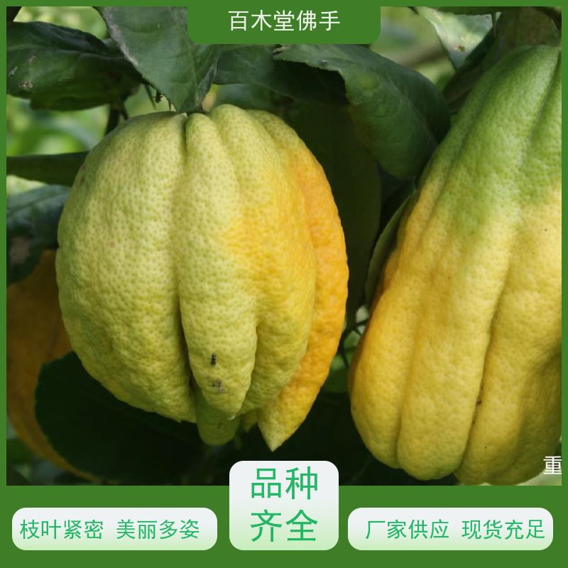 百木堂 万 州佛手苗 生长环境适应性强 品种齐全