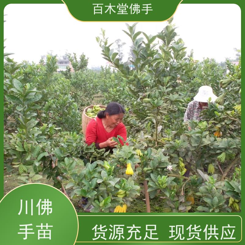 百木堂 大 足佛手苗 观赏植物 附加值高 生长迅速