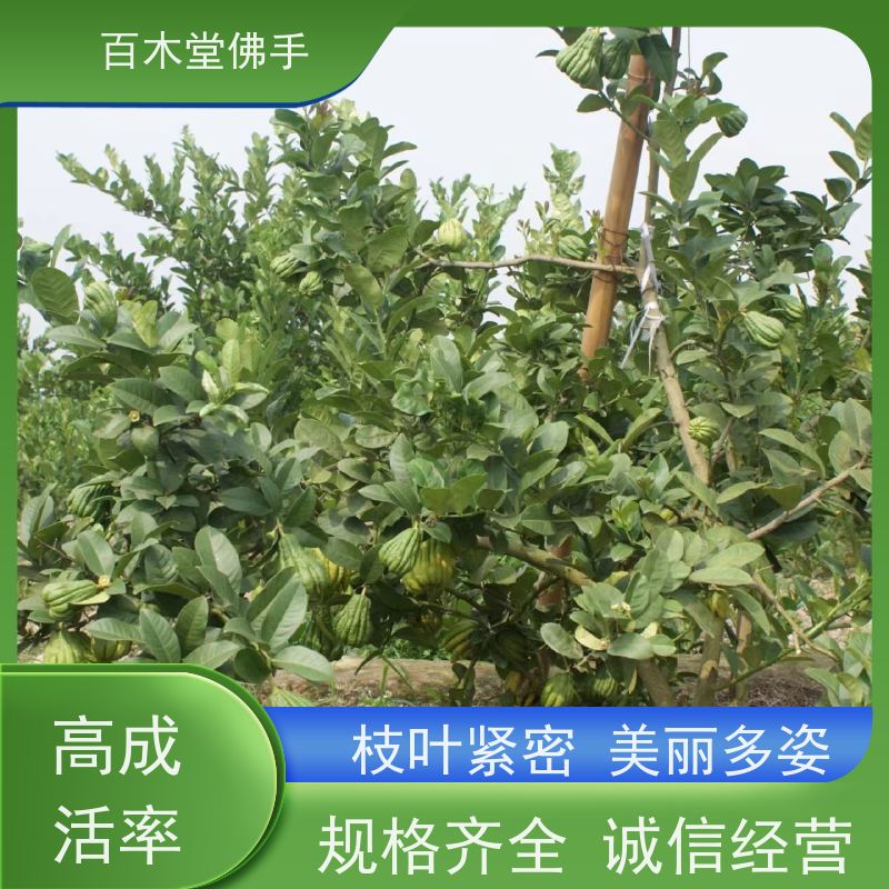 百木堂 佛手柑苗技术 观赏植物 附加值高 城市景观绿化树