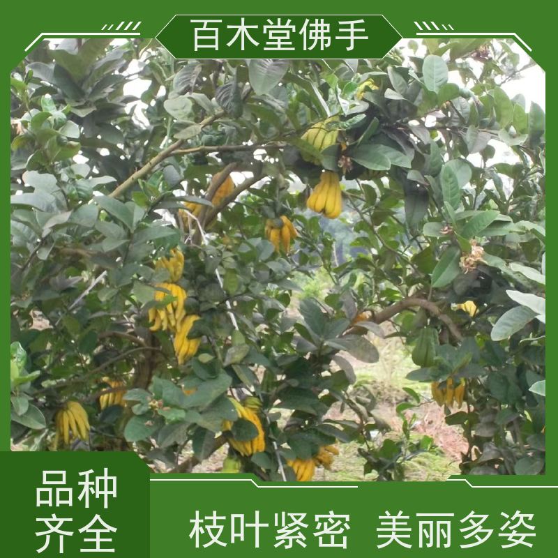 百木堂 佛手柑苗批发 高成活率 较耐干旱 城市景观绿化树