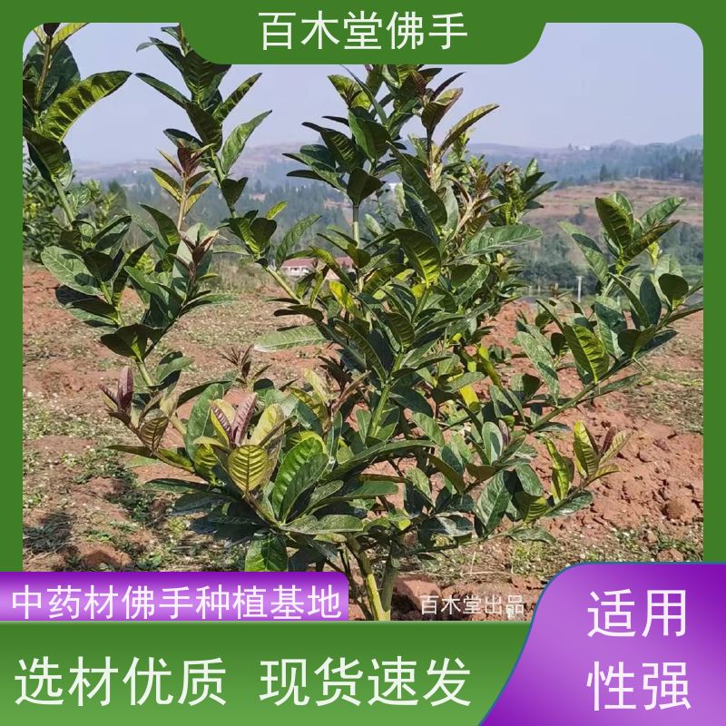 百木堂 川佛手苗种植技术 观赏植物 附加值高 城市景观绿化树