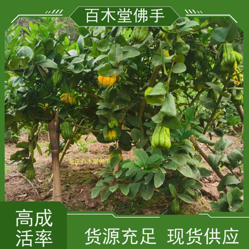 百木堂 广佛手苗批发 高成活率 较耐干旱 用于庭院装饰