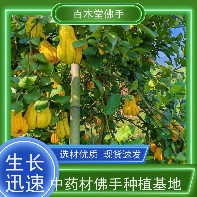百木堂 良种佛手批发 枝叶紧密 美丽多姿 园林景区栽植