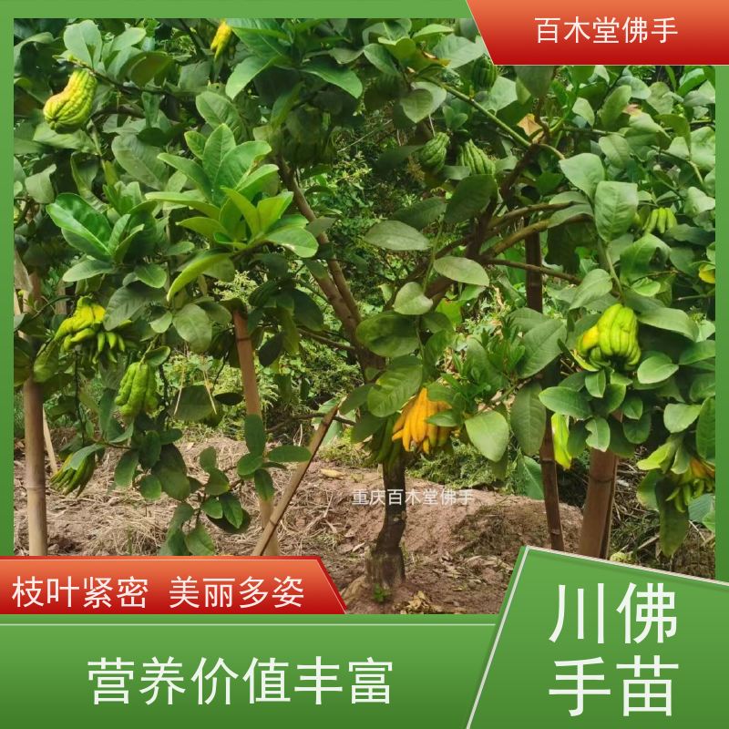 百木堂 川佛手苗种植技术 产量高 造型优美 易成活 植株茂密 用途广泛