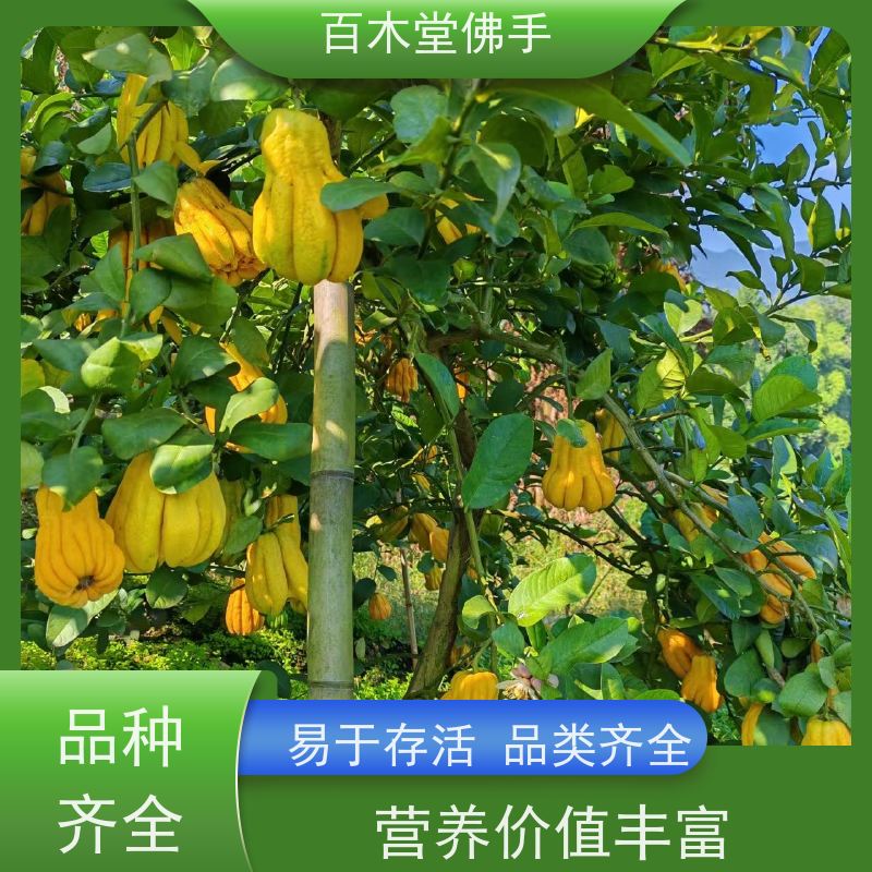 百木堂 川佛手苗批发 树形丰富 成活率高 园林景区栽植