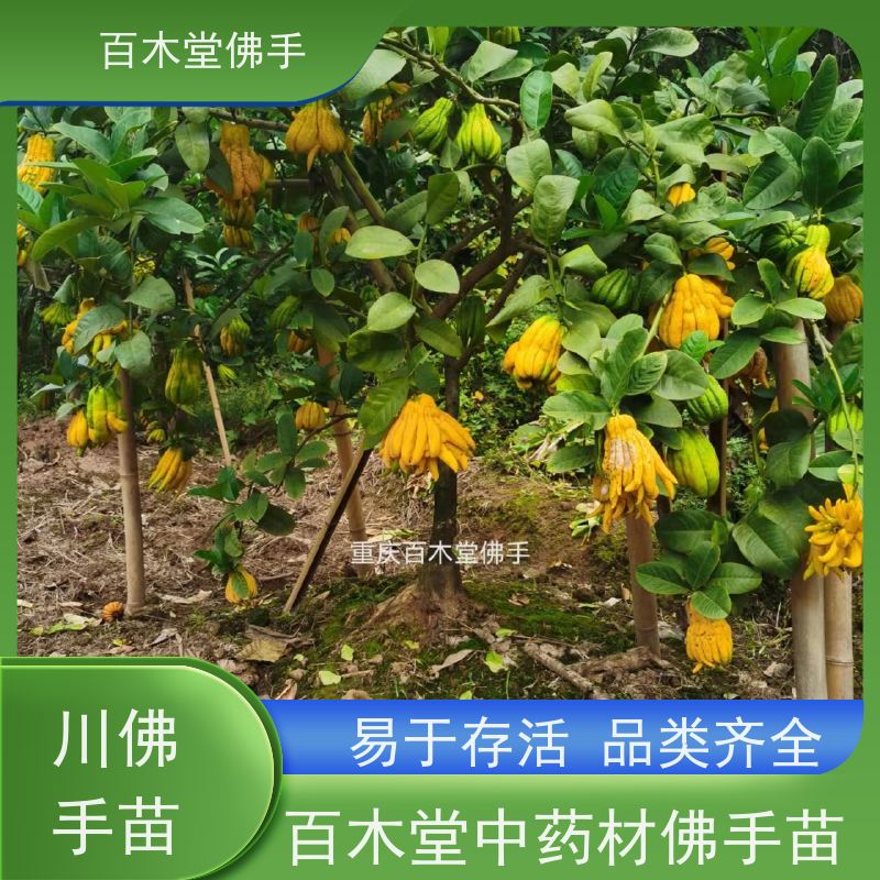 百木堂 川佛手苗种植 产量高 造型优美 易成活 城市景观绿化树