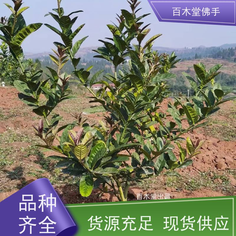 百木堂 佛手柑苗批发 树形丰富 成活率高 道路绿化行道苗