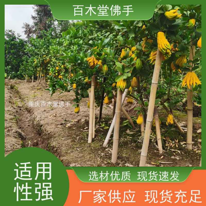 百木堂 广佛手苗种植 生长迅速 品种齐全 用于庭院装饰