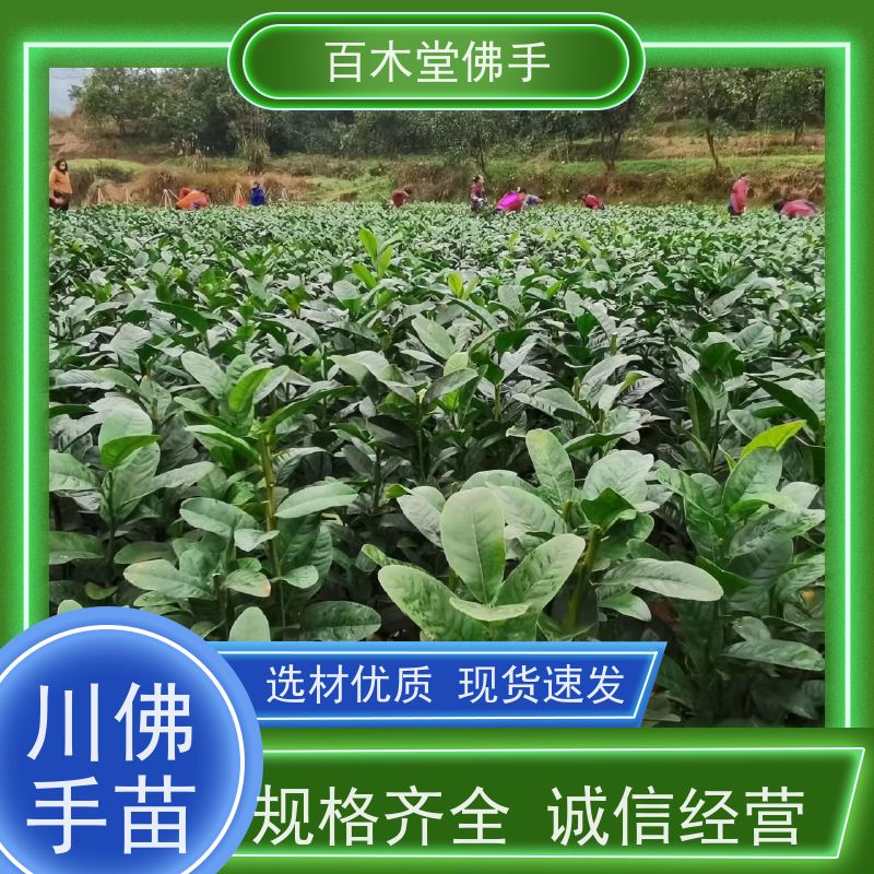 百木堂 金佛手苗批发 生长迅速 品种齐全 园林景区栽植