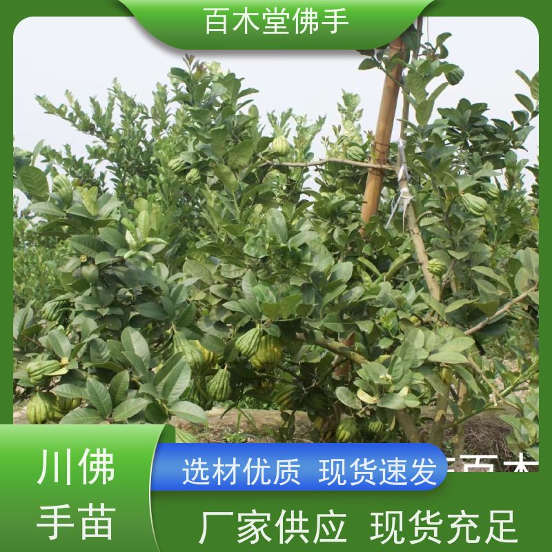 百木堂 川佛手苗种植 产量高 造型优美 易成活 道路绿化行道苗