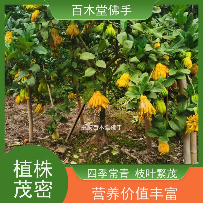 百木堂 良种佛手批发 枝叶紧密 美丽多姿 用于室内外盆景