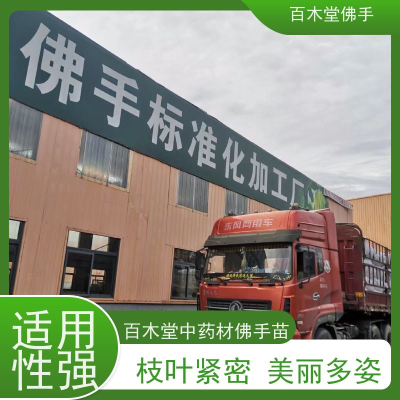 百木堂 铜 梁佛手 产量高 用途广泛 城市景观绿化树 
