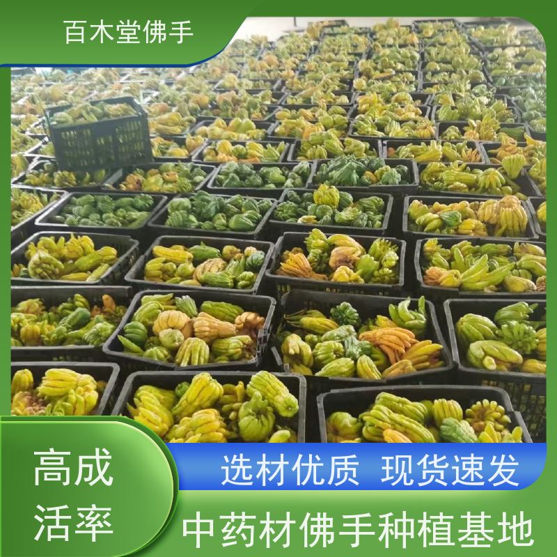 百木堂 重庆佛手 树形丰富 成活率高 园林景区栽植