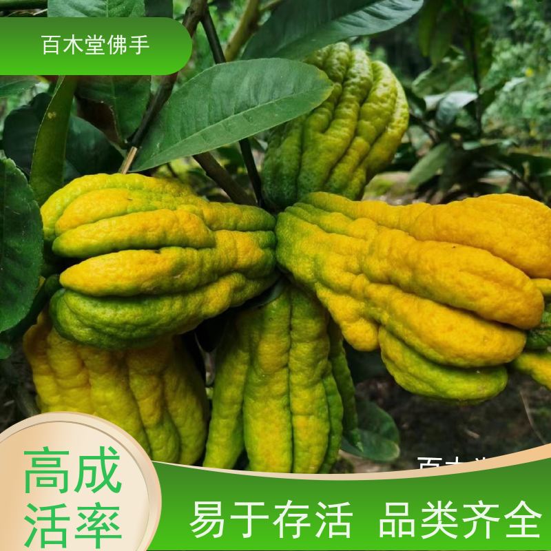 百木堂 南 充佛手 高成活率 较耐干旱 种苗基地直供