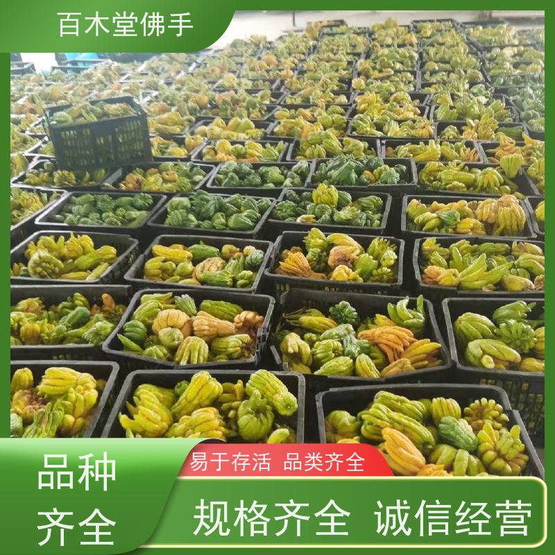 百木堂 绵 阳佛手 观赏植物 附加值高 园林景区栽植