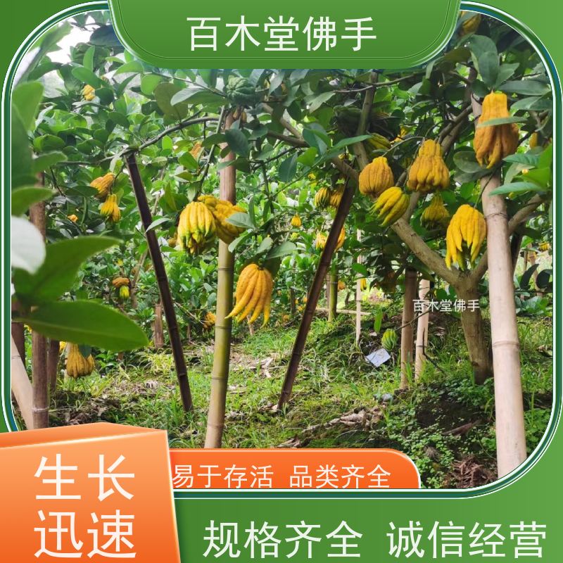 百木堂 犍 为佛手 产量高 用途广泛 用于室内外盆景