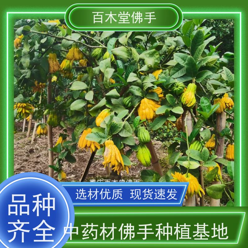 百木堂 大 足佛手 高成活率 较耐干旱 种苗基地直供 