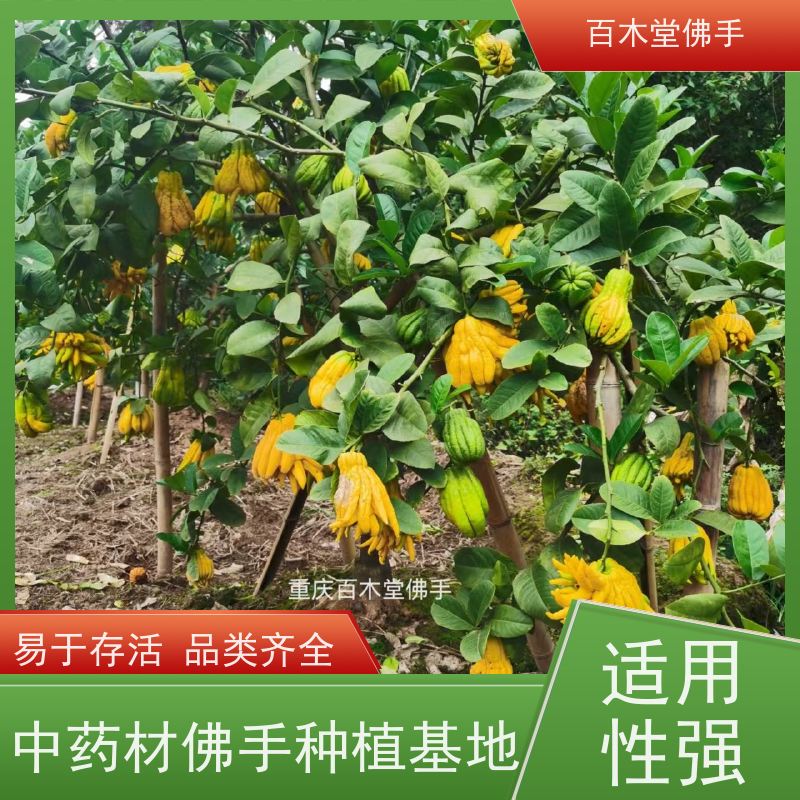 百木堂 内 江佛手 观赏植物 附加值高 用于室内外盆景