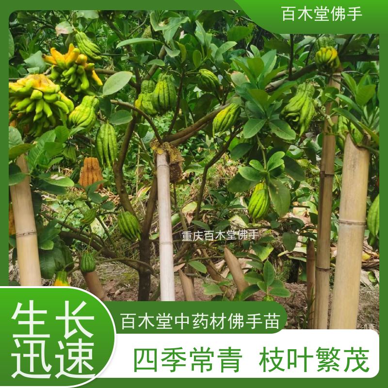 百木堂 五 通桥佛手 枝叶紧密 美丽多姿 生长迅速