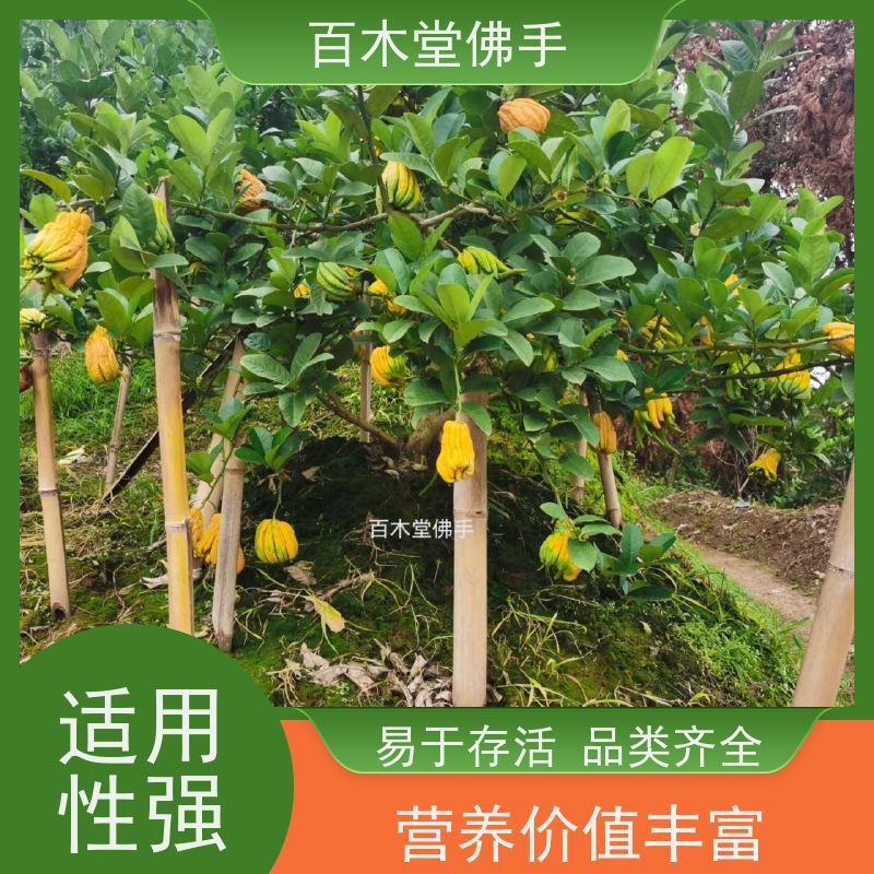 百木堂 犍 为佛手 树形丰富 成活率高 中药材种植基地 