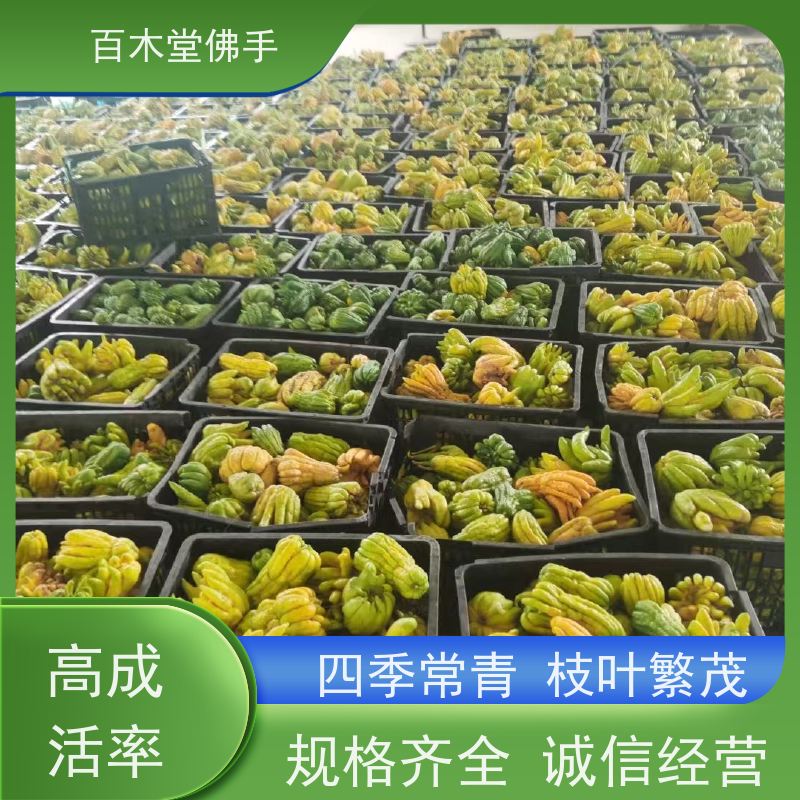 百木堂 遂 宁佛手 高成活率 较耐干旱 中药材种植基地 