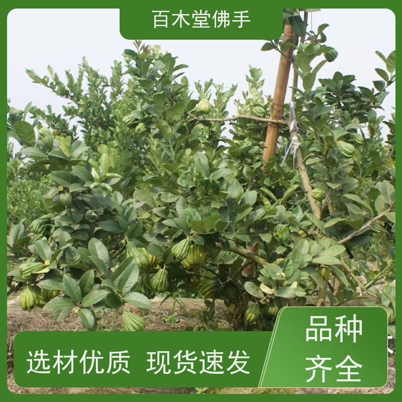 百木堂 绵 阳佛手基地 造型优美 易成活 植株茂密