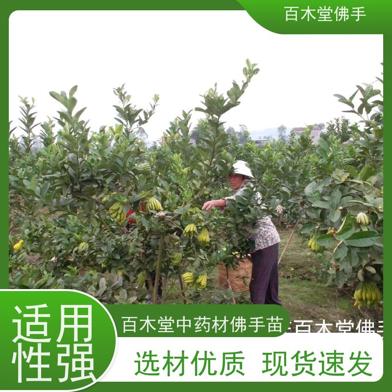 百木堂 宜 宾佛手基地 造型优美 易成活 生长迅速