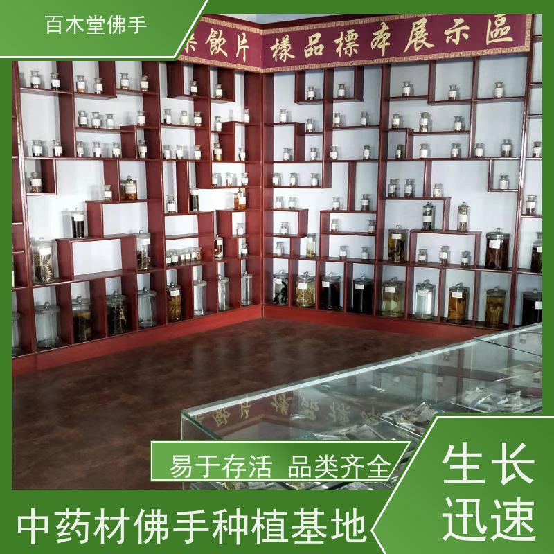 百木堂 广佛手基地 观赏植物 附加值高 用于室内外盆景
