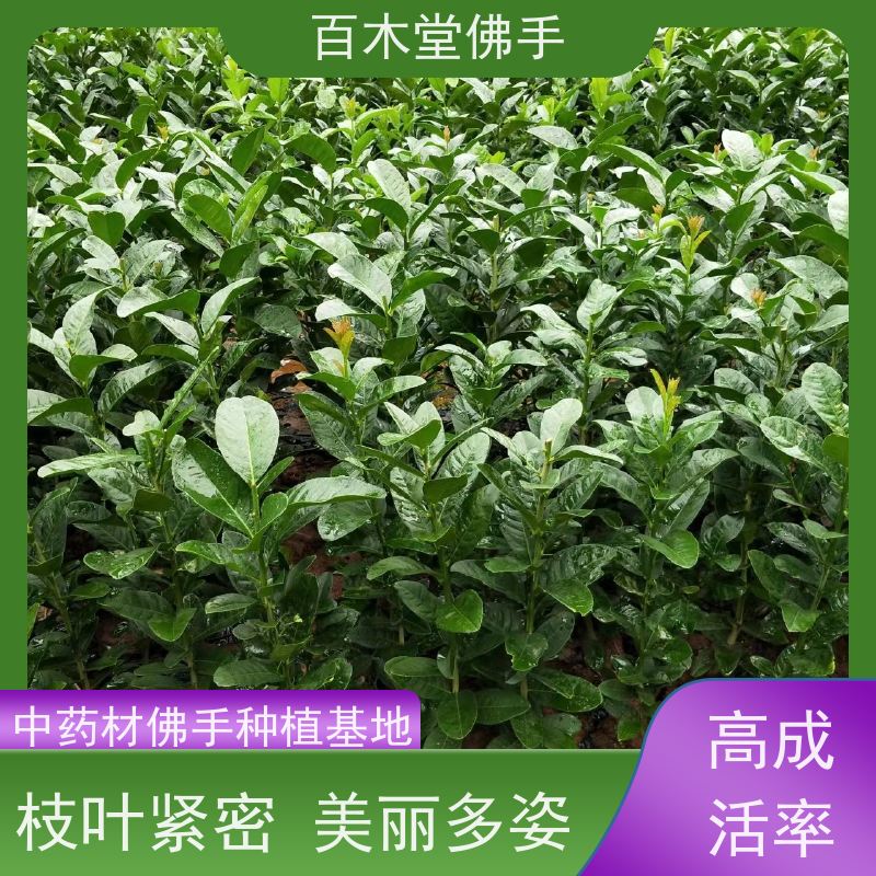 百木堂 佛手苗基地 树形丰富 成活率高 品种齐全