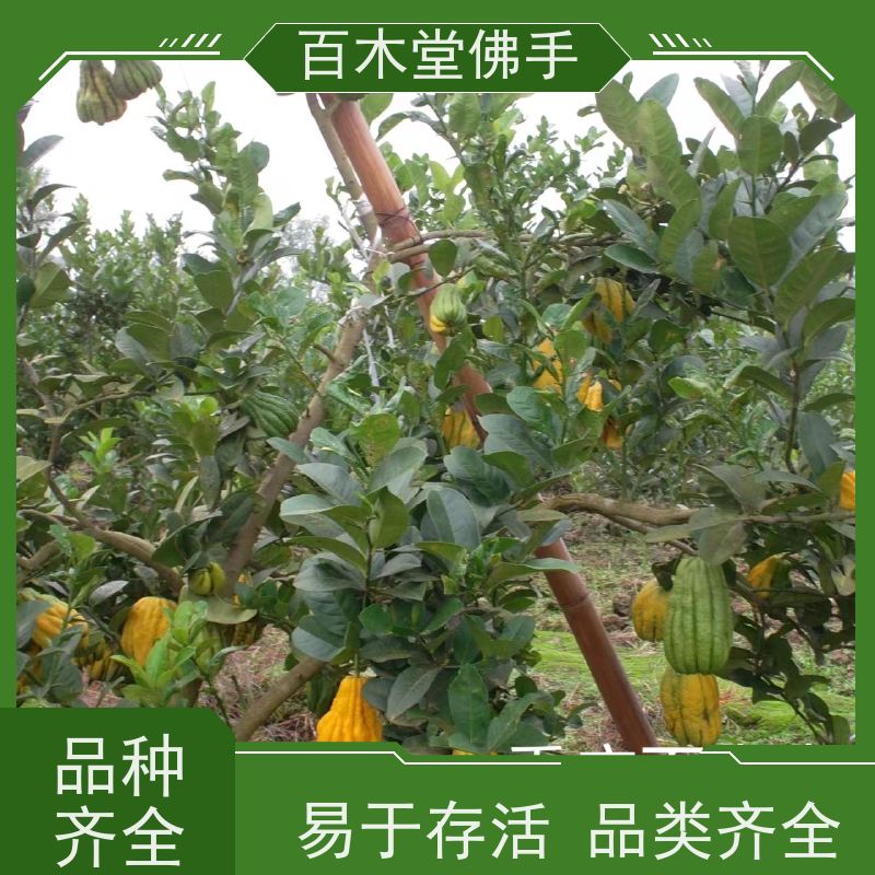 百木堂 南 充佛手基地 造型优美 易成活 植株茂密