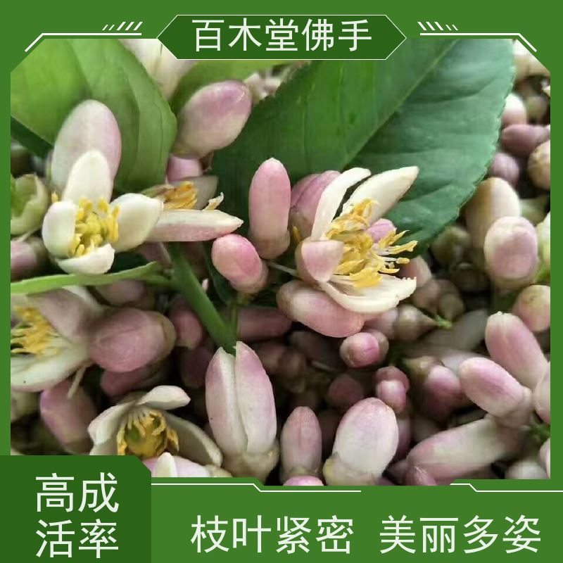 百木堂 宜 宾佛手批发 枝叶紧密 美丽多姿 品种齐全