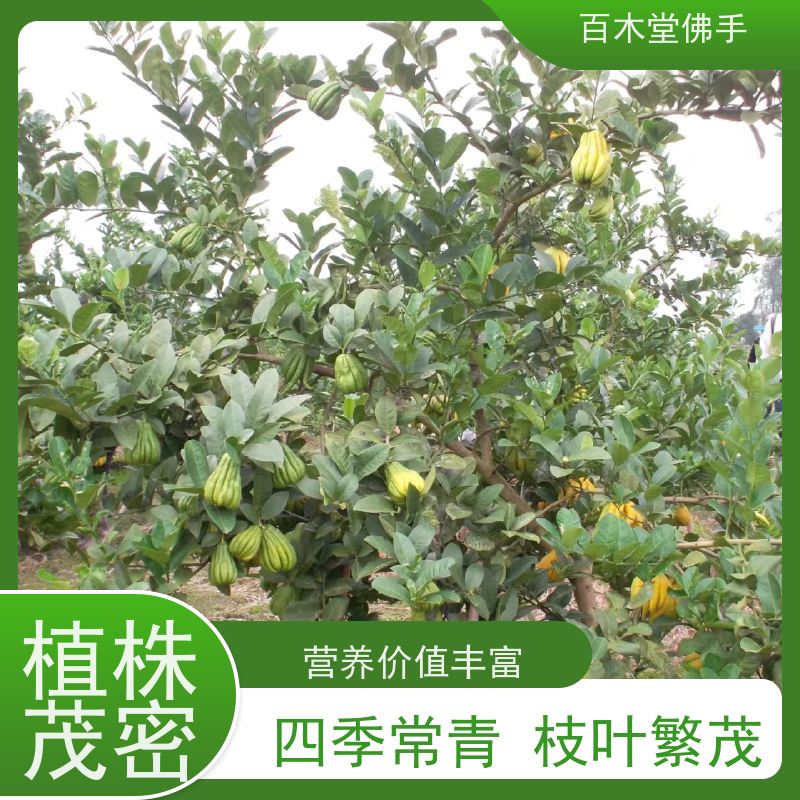 百木堂 南 充佛手基地 城市景观绿化树 品种齐全
