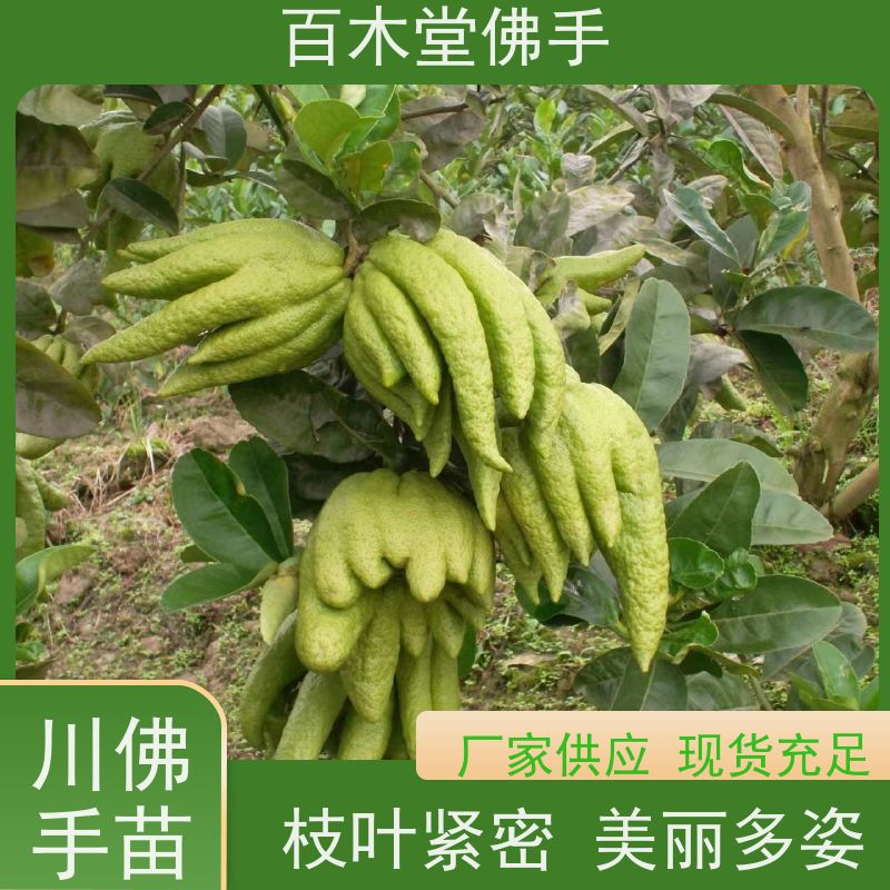 百木堂 沙 湾佛手批发 城市景观绿化树 用于室内外盆景