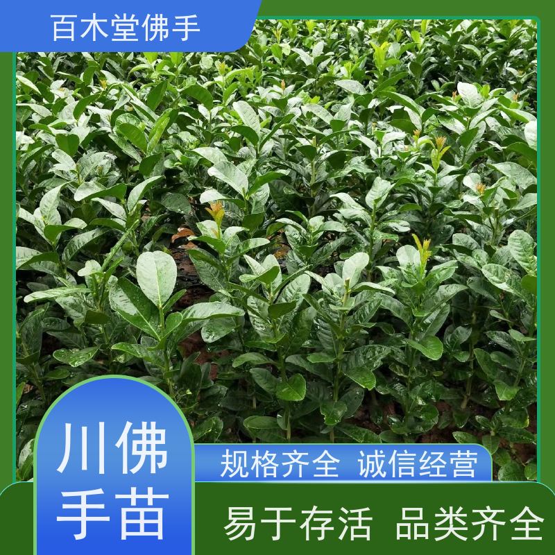 百木堂 宜 宾佛手批发 观赏植物 附加值高 用于室内外盆景