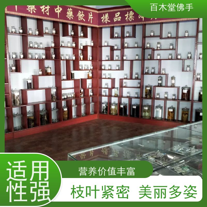 百木堂 中药材苗 造型优美 易成活 用于室内外盆景