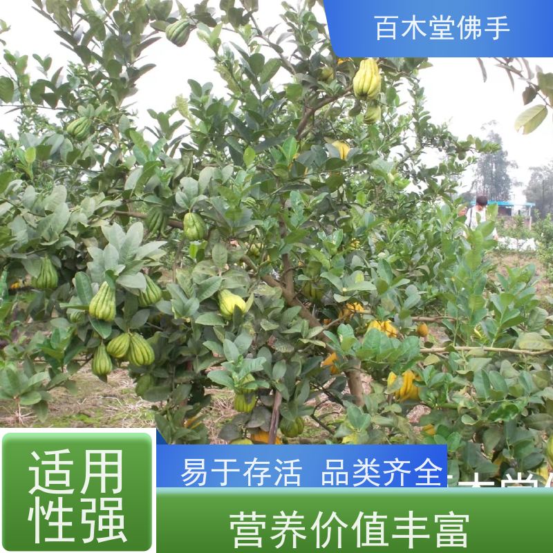 百木堂 梁 平佛手批发 观赏植物 附加值高 用于室内外盆景