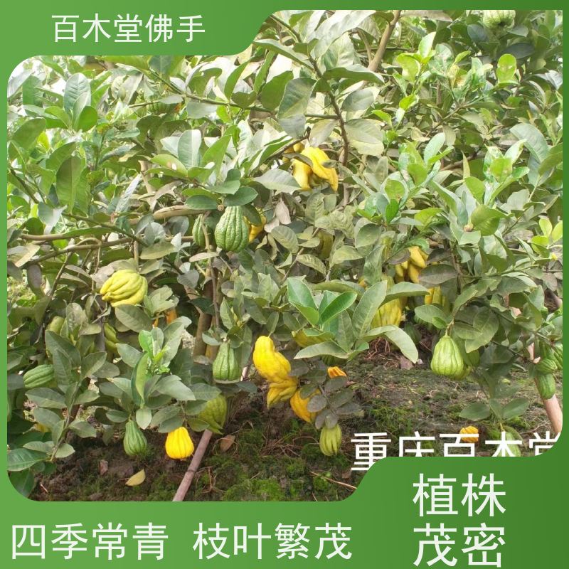 百木堂 绵 阳佛手批发 观赏植物 附加值高 植株茂密