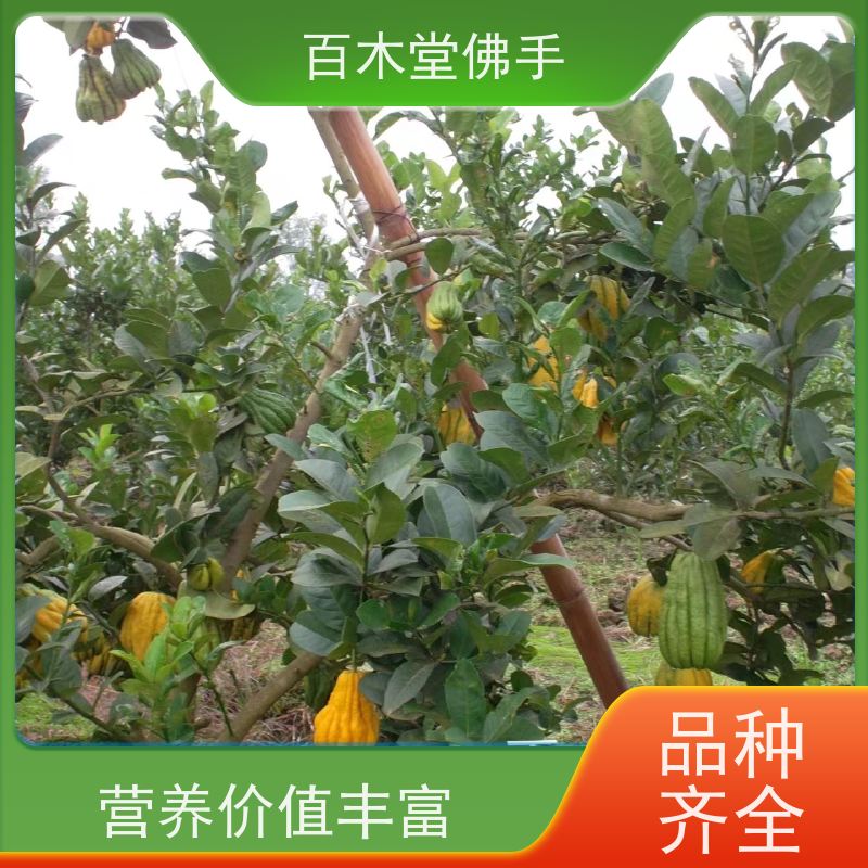 百木堂 乐 山佛手基地 造型优美 易成活 用于庭院装饰