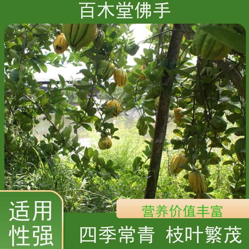 百木堂 梁 平佛手批发 枝叶紧密 美丽多姿 生长迅速
