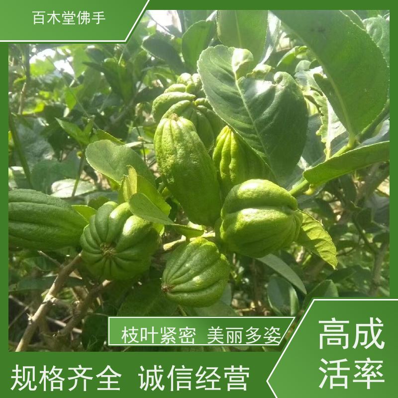 百木堂 内 江佛手批发 造型优美 易成活 品种齐全