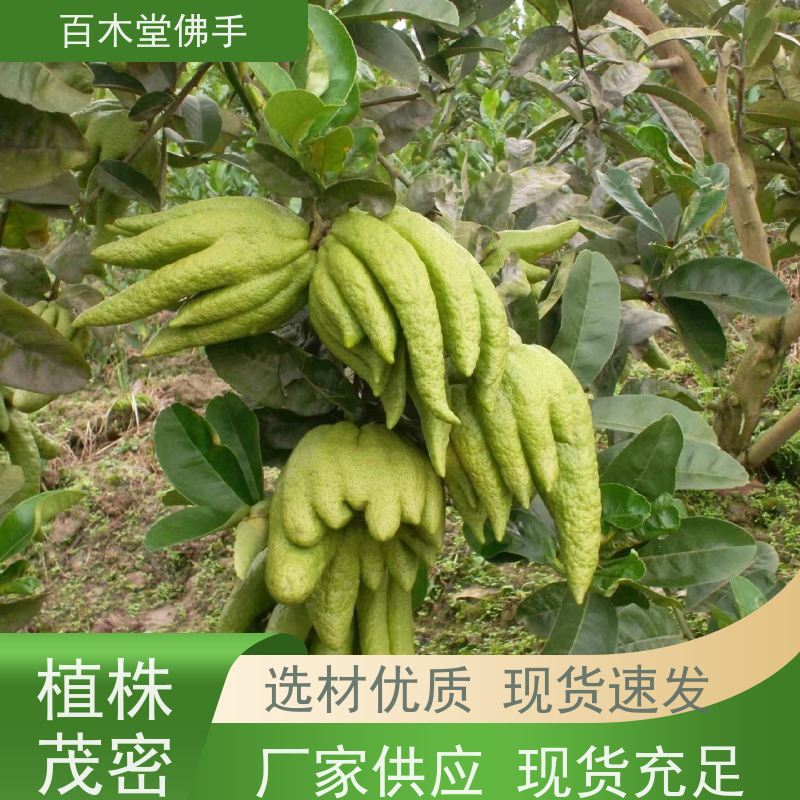 百木堂 佛手基地 产量高 用途广泛 用于室内外盆景