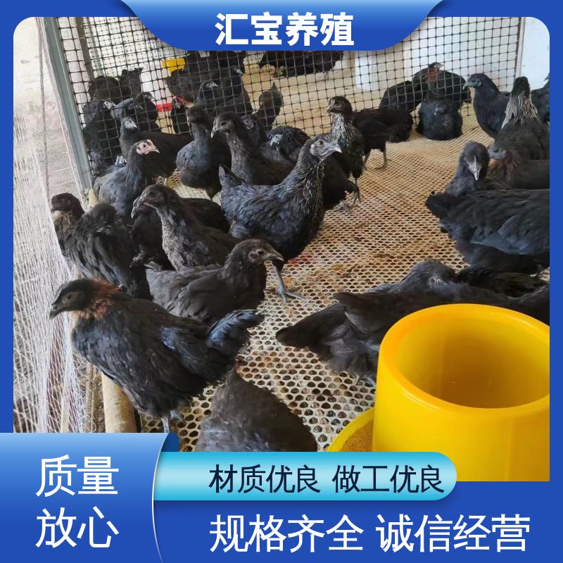 汇宝养殖 火鸡鸡苗 高端品种 羽毛漂亮 批发基地