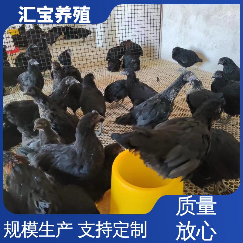 汇宝养殖 珍珠鸡苗 容易饲养 成年可下蛋 品种多