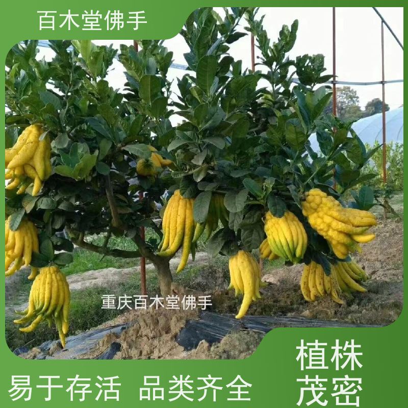 百木堂 佛手苗 产量高 用途广泛 中药材种植基地 