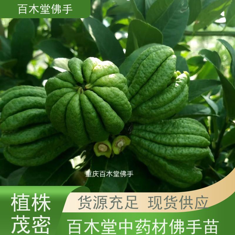 百木堂 佛手苗功效 生长环境适应性强 种苗基地直供