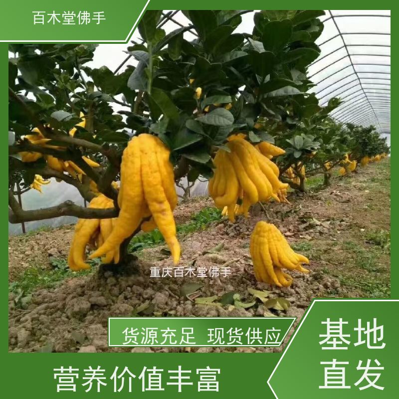 百木堂 四川佛手苗 观赏植物 附加值高 道路绿化行道苗